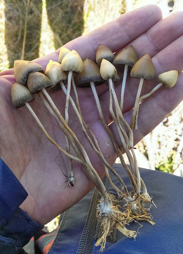 Psilocybin Mushrooms