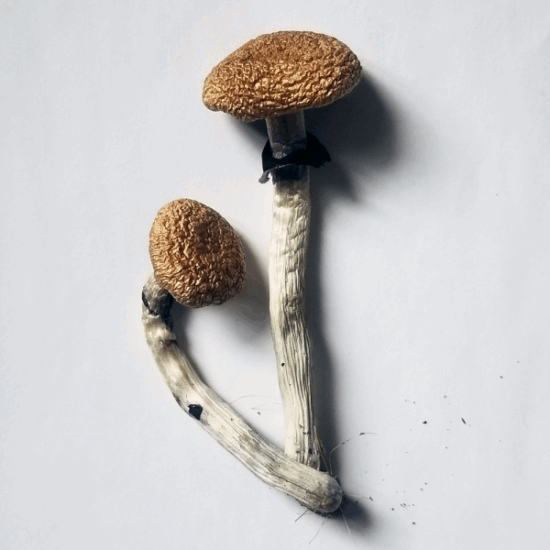 Golden Teacher Mushrooms – Unlock the Power of Nature for Your Mind & Body